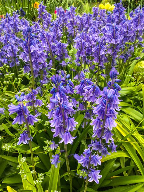 Bluebells Bluebells At Jubilee Court Bury St Edmunds 14 5 Flickr