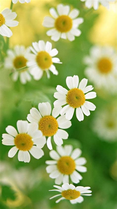 Nature White Daisy Flower Iphone 6 Plus Wallpaper Daisy Wallpaper