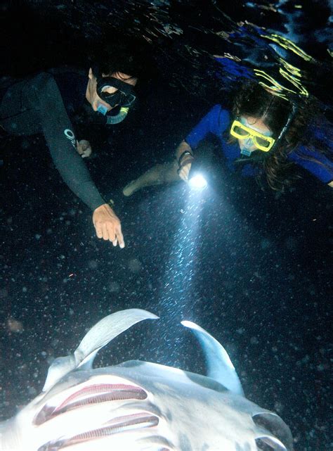 Manta Ray Night Dive In Kona Hawaii Hawaii