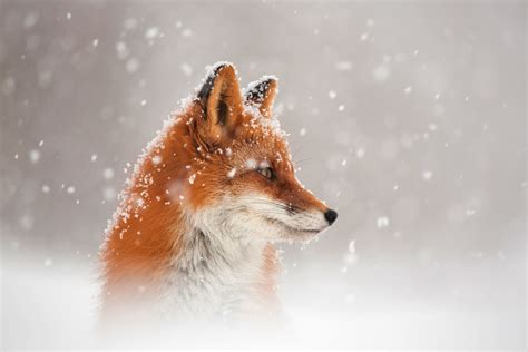 Fox Snow Hd Animals 4k Wallpapers Images Backgrounds Photos And