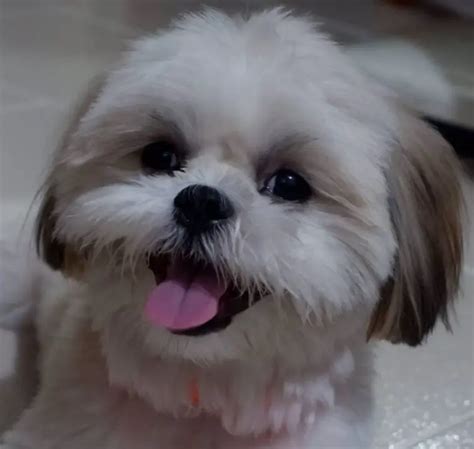 30 Malteses Mixed With Shih Tzu The Paws