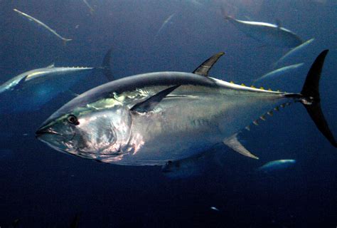 Southern Bluefin Tuna - Australian Marine Conservation Society