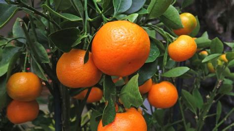 Download Nature Tangerines Tree Leaves Fruit 2k 4k Wallpaper High
