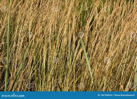 Forest High Grass In The Summer Stock Photo Image Of Outdoors Flora