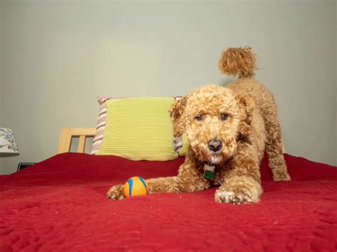 The 12 Best Large Poodle Mixes With Pictures Poodle Report