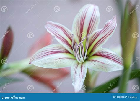 Star Lilly Flower Stock Image Image Of Houseplant Freshness 115308557
