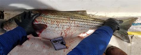 However, never allow children to hang over the bow or dangle their feet over the bow of a. 2017 Fish Ladder - Smith Mountain Striper Club