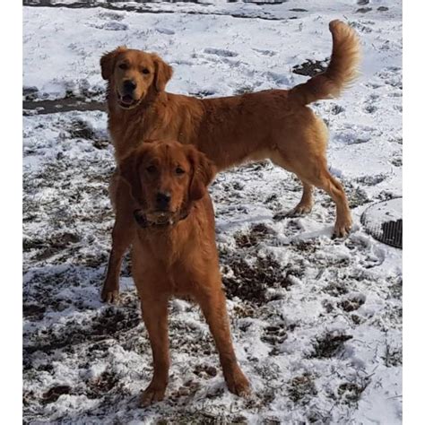 They have excellent temperament and can make great loving pets. 6 golden retriever puppies availble in Hilliard, Ohio - Puppies for Sale Near Me