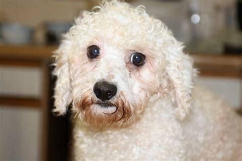 Mum is bichon frise, well trained, microchipped, and vaccinated up to date. Penny - 2 year old female Bichon Frise available for adoption