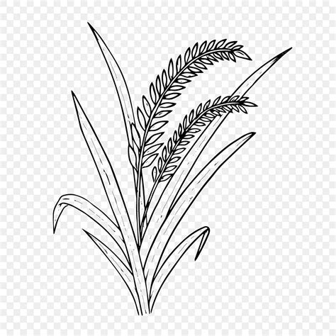 Sketsa Tanaman Padi Padi Nasi Bunga Png Dan Vektor Dengan Background