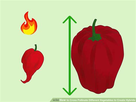 We did not find results for: How to Cross Pollinate Different Vegetables to Create Hybrids