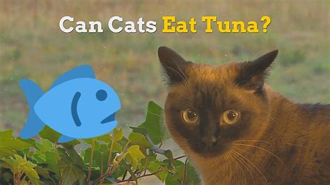 Can my cat eat eggs? Can Cats Eat Tuna | How Healthy Is This Fish for Your ...