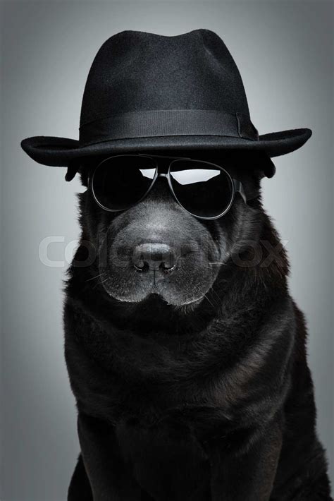 Dog In Hat And Sunglasses Stock Image Colourbox
