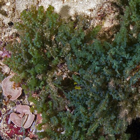 Sustainable Seaweed Farming In Solomon Islands Kslofliving Oceans