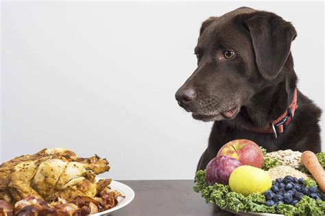 Thus, while the vegan inside me is puzzled to see people get upset about the use of dogs as food yet not think twice about chowing down on a pork chop, my inner psychologist is not at all surprised. Why Is It Bad For Dogs To Eat Human Food - DogWalls