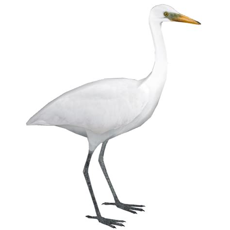 Egret Bird Png Image Purepng Free Transparent Cc0 Png