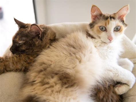 40 Best Velcro Cat Breeds From Least To Most Affectionate Always Pets