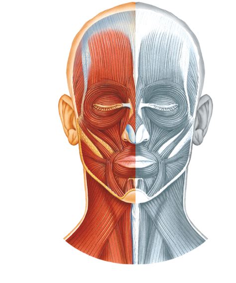 Figure 141 Selected Muscles Of The Anterior Head A Superficial View