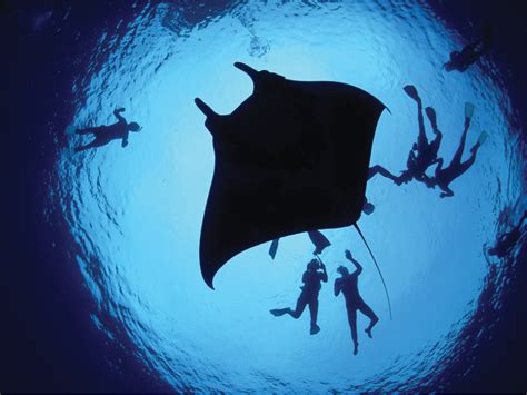 Indonesias Manta Rays Worth Us15 Million Per Year Mantawatch