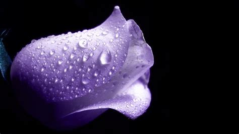 3d Abstract Purple Rose Wallpapers Hd Wallpapers