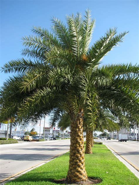 Sylvester Date Palm Trees Landscaping Landscape Design Tropical