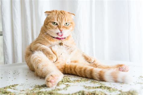 Let Photos Of Cats High On Catnip Be A Light In This Dark Dark World