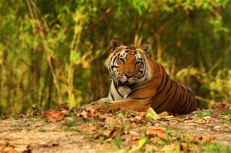 Kanha National Park Tiger Reserve Of Madhya Pradesh