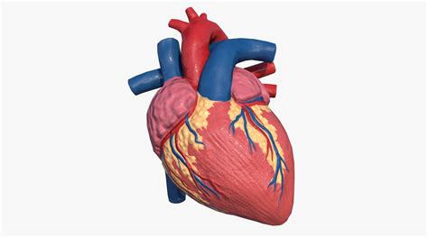 Corazón 3d Anatomía