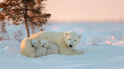 Wallpapers Hd Polar Bears With Cubs