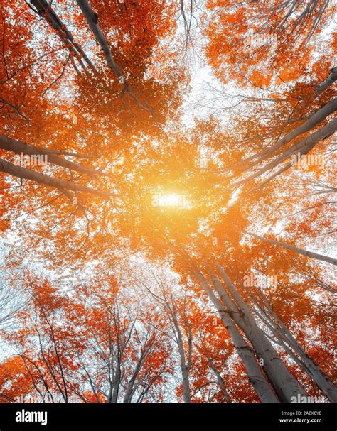 Upward View Of Colorful Autumn Trees In Forest Stock Photo Alamy