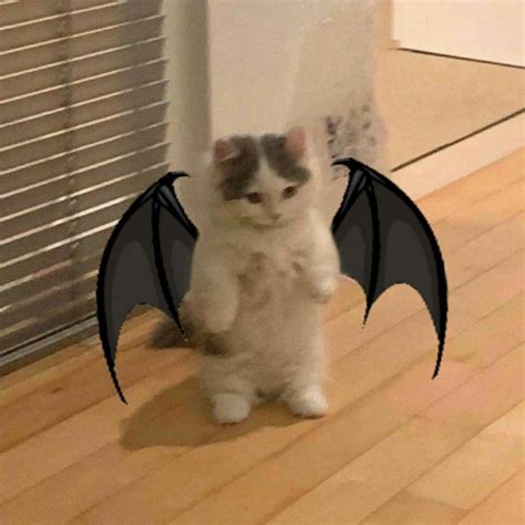 Funny Cat Cosplay With Bat Motif