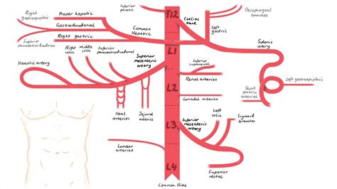 Abdominal Aorta Branches Youtube