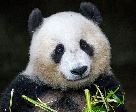 Precious Pandas San Diego Zoo Wildlife Explorers