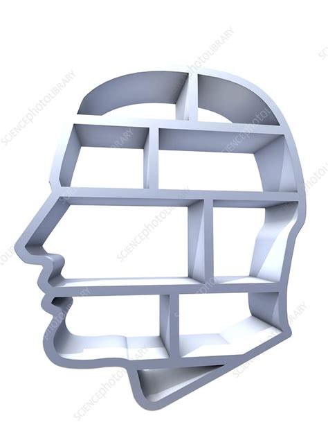 Head Profile With Brain Compartments Stock Image F004