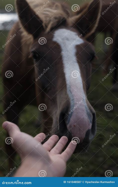 Happy Hairy Horse Face Horses And Humans Portrait Of Horse Horse