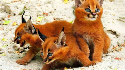 African Wild Cats List The Perfect Pets Pictures