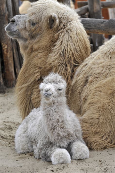 You might not believe it, but it is true: Awwdorable Baby: Jenny and Jolan the Camel-ly Family ...