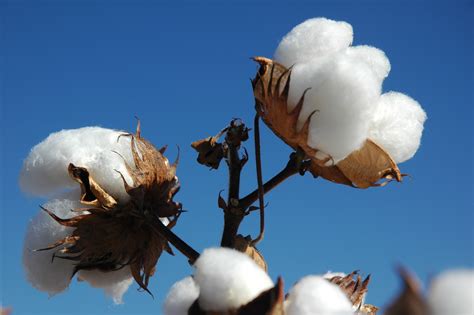 Cotton Australia | Myth buster