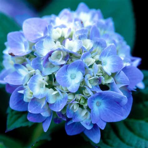 The Original Endless Summer Hydrangea For Sale At