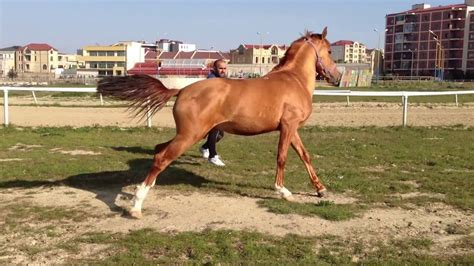 karabakh horse lachin  years  stalion karabakhskiy zherebchik lachynimg youtube