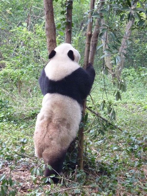 Image Result For Panda Standing Up Panda Panda Bear Stand Up