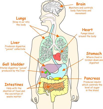 An organ is a collection of tissues joined in a structural unit to serve a common function. Body Organs Location Chart | SOME OF THE ORGANS IN THE ...