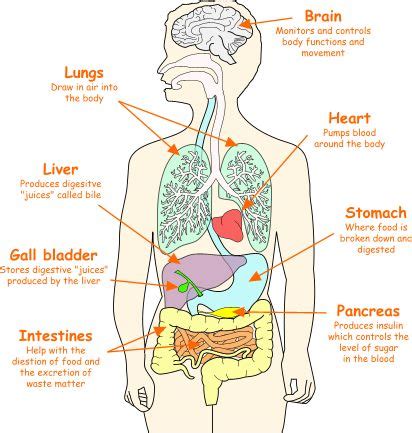 An organ is a collection of tissues joined in a structural unit to serve a common function. Body Organs Location Chart | SOME OF THE ORGANS IN THE ...