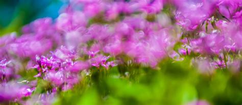 Abstract Pink Flowers Free Stock Photo Public Domain Pictures