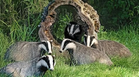Wild Justice Wins Judicial Review Over Northern Ireland Badger Cull