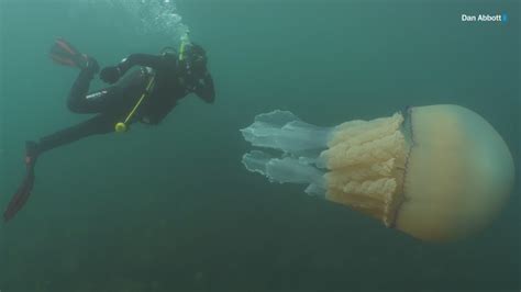 Watch Divers Spot Giant Jellyfish As Big As A Human