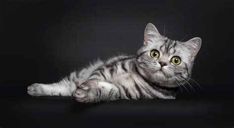 British Shorthair Tabby Cat Breed Catpedia