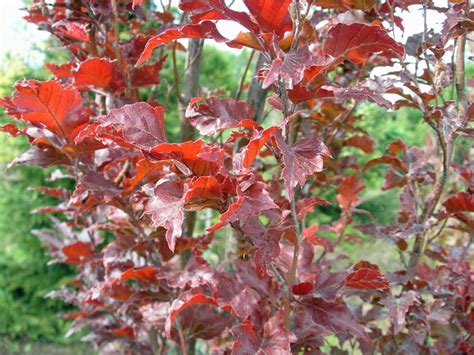 Bukas Paprastasis Red Obelisk Fagus Sylvatica Red Obelisk Sodinukai