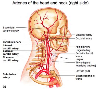 How many carotid arteries are there? Arteries In Neck Diagram / Internal Carotid Artery Anatomy ...