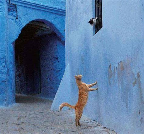 Romeo And Juliet Funny Cat Memes Crazy Cats Cat Memes